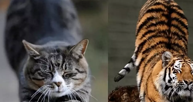 老虎会吃掉猫吗?探究猫科动物之间的关系 老虎会吃掉猫吗?探究猫科动物之间的关系