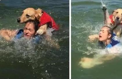 “沙雕”狗子的搞笑瞬间，让你笑到捧腹！
