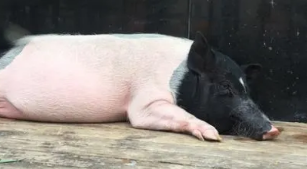 猪肺炎怎么治疗最有效
