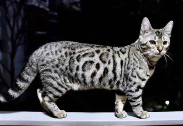 为什么加州闪亮猫会便血 加州闪亮猫便血原因介绍