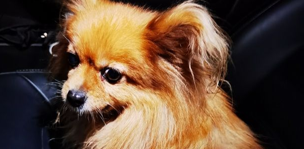 疑似一只家养蝴蝶犬走丢,路人急寻狗主人 疑似一只家养蝴蝶犬走丢,路人急寻狗主人