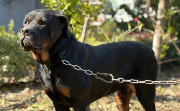 罗威纳犬不在禁养名单中,四川宠物协会:13年前的限养犬种界定亟待尽快更新 罗威纳犬不在禁养名单中,四川宠物协会:13年前的限养犬种界定亟待尽快更新