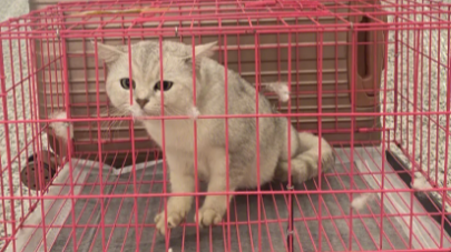 飞翔宠物托运公司靠谱吗