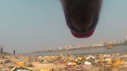 跟拍印度流浪狗狗的一天，被踢，被泼脏水，靠吃垃圾为生！
