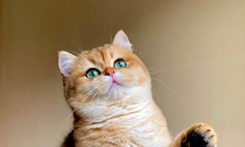 招财猫的来历和寓意 招财猫有什么寓意
