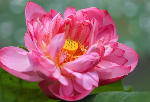 莲花是荷花吗