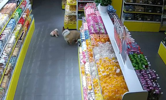 小型犬被柯基从身上跨过去后，瞬间倒地不动了，活生生被吓死了！