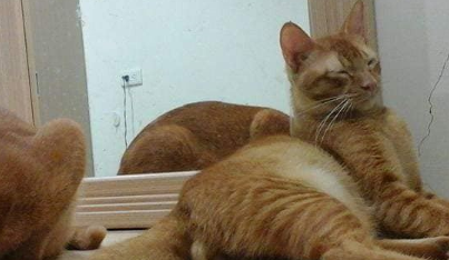 爱猫离世3年，出生儿子的胎记，却是爱猫头像，主人激动落泪 