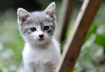 为什么猫会吃草?探究猫咪的饮食习惯 为什么猫会吃草?探究猫咪的饮食习惯