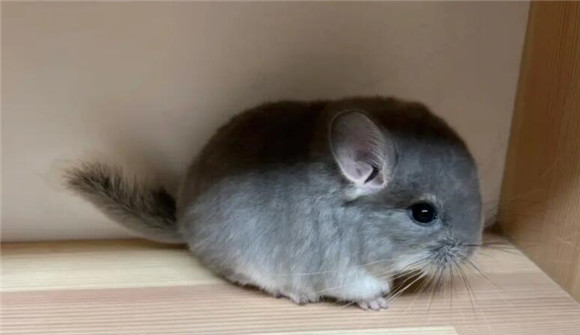 标准灰龙猫和紫灰龙猫哪个更好?两种龙猫的特征 标准灰龙猫和紫灰龙猫哪个更好?两种龙猫的特征