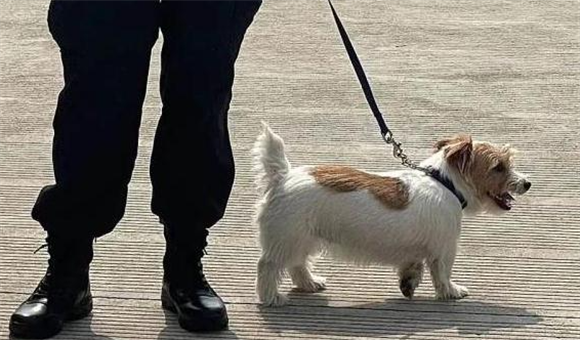 你确认这是缉毒犬？网友：我以为“童工”来得