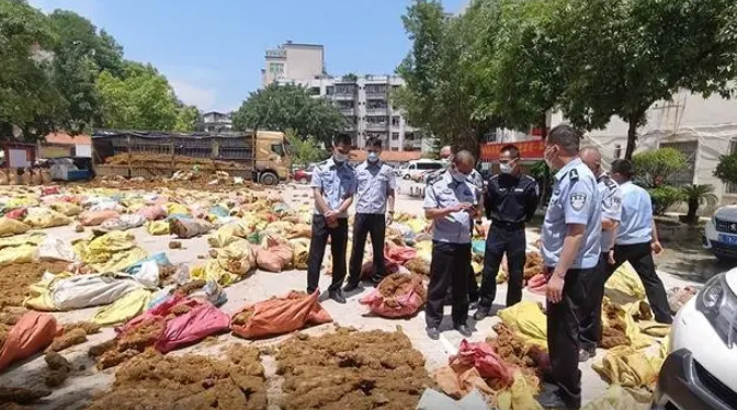 盗卖金毛狗蕨，涉案超4000万！广西警方查获涉案人员50余人