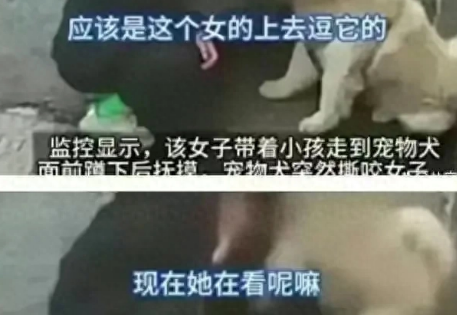 江苏松狮犬咬人最新后续，女子索赔800万遭拒，狗主人怒杀爱犬