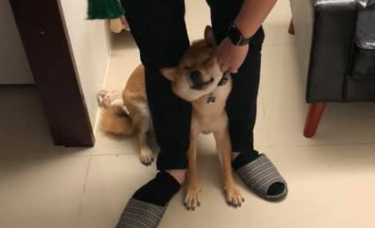 狗子拆家惹主人不满，一教训就秒变咪咪眼，主人：真的太有喜感了
