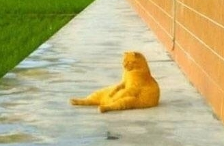 橘猫坐在田边思考喵生，像失恋一般惆怅靠墙，喵：小鱼干你在哪？