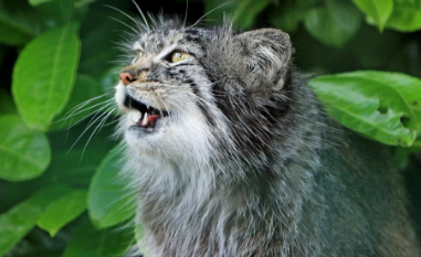 帕拉斯猫多少钱一只 兔狲凶残到什么程度 帕拉斯猫多少钱一只 兔狲凶残到什么程度