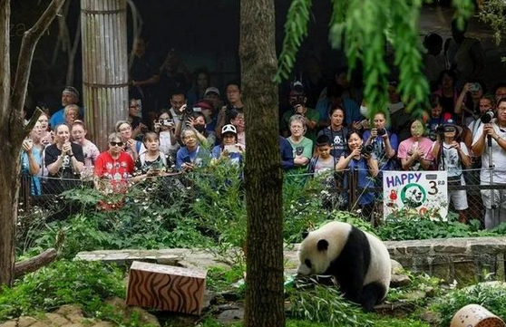 旅美大熊猫要回家啦！美国网友排队送别：要不把狗熊染色凑合看？