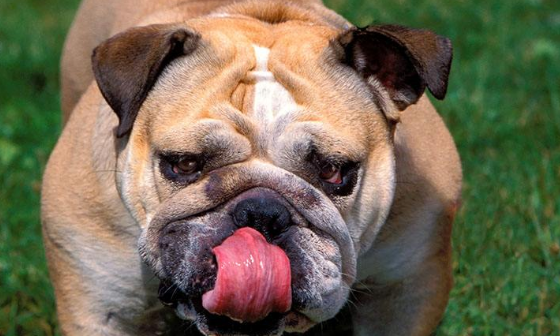 斗牛犬咬死两主人要被安乐死 政府承认犯错25万人求情留它狗命 斗牛犬咬死两主人要被安乐死 政府承认犯错25万人求情留它狗命