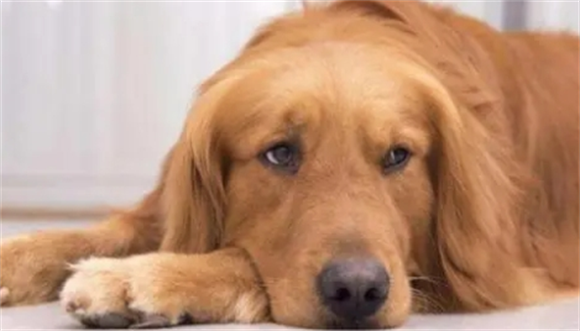 金毛属于中型犬还是大型犬
