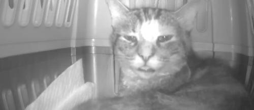 “请不要吃我的猫”:为了救猫,她成了“偷猫宰猫黑产”最怕的女人 “请不要吃我的猫”:为了救猫,她成了“偷猫宰猫黑产”最怕的女人