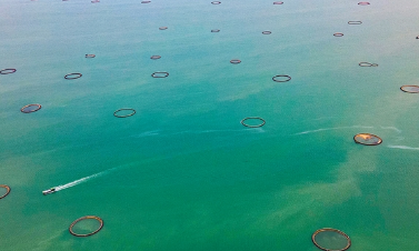 浅海养殖与深海养殖哪个好 浅海养殖与深海养殖哪个好