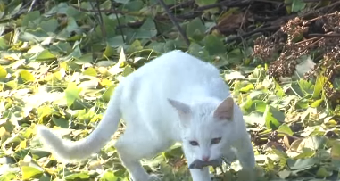 漂亮流浪猫每天上门,主人却不愿意接纳,并最终说出这样一番话 漂亮流浪猫每天上门,主人却不愿意接纳,并最终说出这样一番话