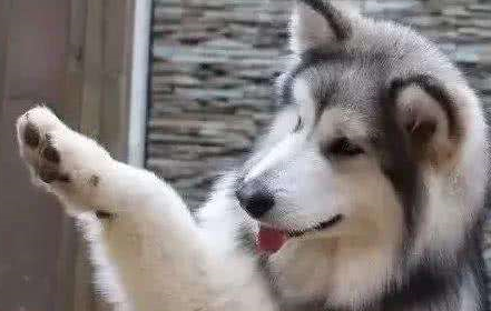 大型犬个子比主人还要高,偏偏还爱撒娇卖萌,谁还不是个宝宝呢? 大型犬个子比主人还要高,偏偏还爱撒娇卖萌,谁还不是个宝宝呢?