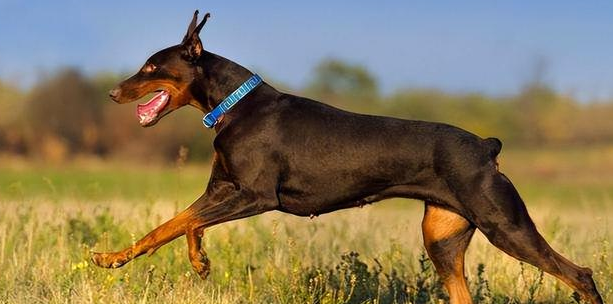 杜宾犬凶吗适合养吗