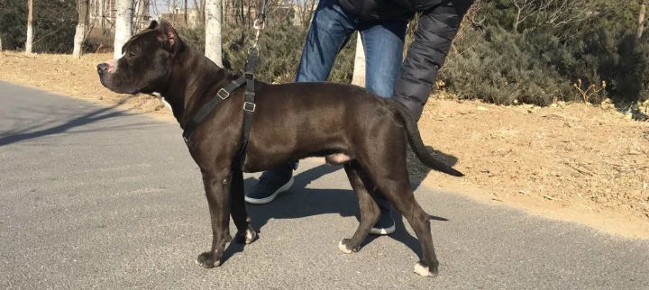 斯塔福犬怎么训练 斯塔福犬怎么训练