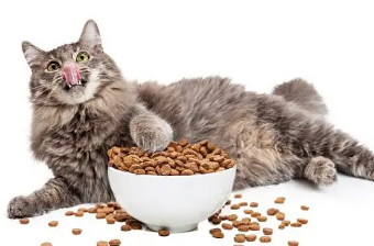 博特菲力猫粮多少钱一袋 博特菲力猫粮多少钱一袋