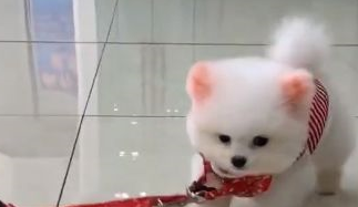 闺蜜说她养了一只“恶犬”,平时都不敢牵出来,今天终于见识到了 闺蜜说她养了一只“恶犬”,平时都不敢牵出来,今天终于见识到了