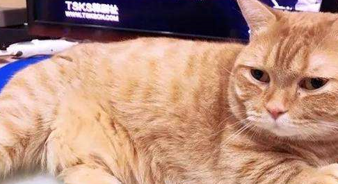 我哭了，上了年纪的猫惹不起 