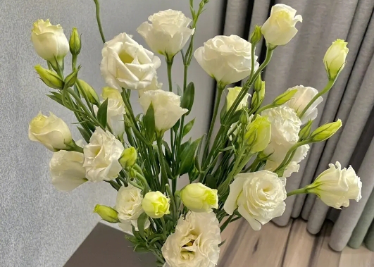 白色桔梗花花语和寓意是什么