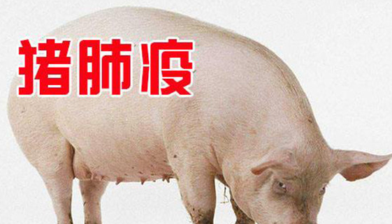 猪肺疫的症状及治疗方案 猪肺疫的症状及治疗方案