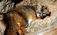灰狐的特征及生活环境