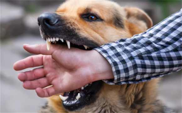 流浪狗处置不当须查明,但犬只管理更要坚持 流浪狗处置不当须查明,但犬只管理更要坚持