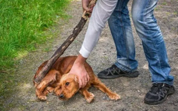 烈犬伤童事件后，“失焦”的多地捕狗风波