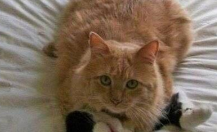 主人回家看到这一幕，瞬间懵了，猫：你咋提前回来了