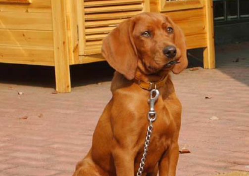 寻血猎犬的养护常识 狗狗耳朵的护理很重要