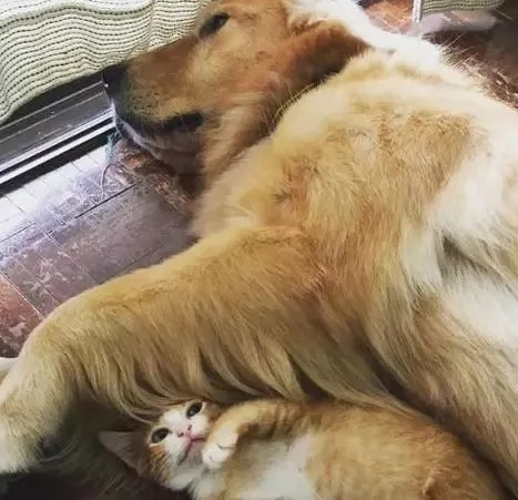 小橘猫被咬断了尾巴,温暖的金毛带它回家,把猫宠成自己的孩子! 小橘猫被咬断了尾巴,温暖的金毛带它回家,把猫宠成自己的孩子!