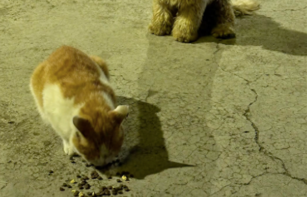 胆小流浪狗被猫抢食都不敢上前 胆小流浪狗被猫抢食都不敢上前