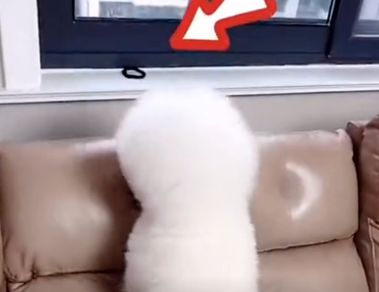 比熊犬每天沉迷于弹皮筋无法自拔,铲屎官:都不用遛狗了! 比熊犬每天沉迷于弹皮筋无法自拔,铲屎官:都不用遛狗了!