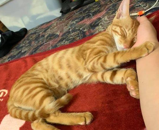 爸妈很嫌弃领养来的猫,一年后却各自在外偷养猫达到7只! 爸妈很嫌弃领养来的猫,一年后却各自在外偷养猫达到7只!