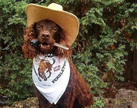 美国水猎犬的日常护理,注意护理的细节 美国水猎犬的日常护理,注意护理的细节