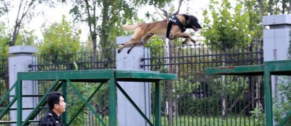 威风凛凛！“神犬警探”是这样炼成的