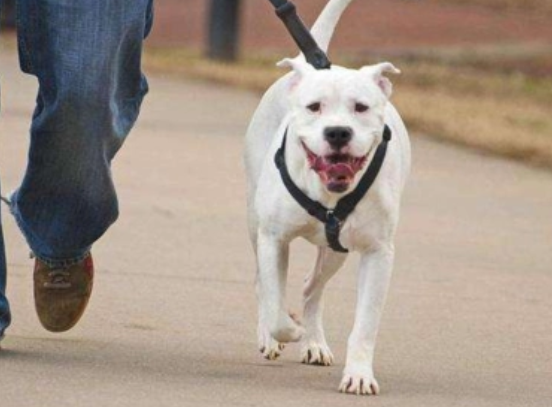  北京哪些犬禁养？养犬注意事项 