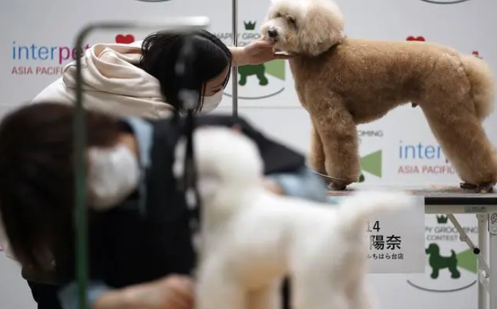 新职业宠物美容师兴起背后