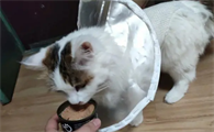 猫为什么爱吃罐头呢