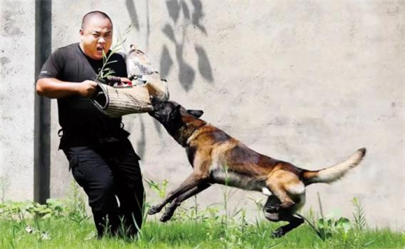 警犬“豪斯”又立功！看这自豪的小表情