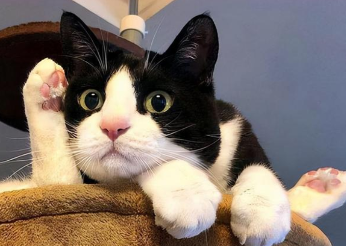 养奶牛猫好吗?奶牛猫千万不能养 养奶牛猫好吗?奶牛猫千万不能养